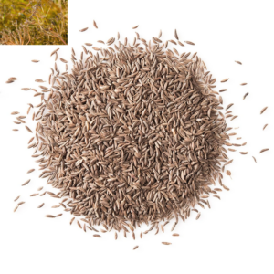Caraway Seeds Bulk Ashour