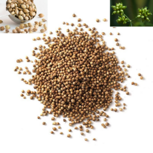 Coriander Seeds Bulk Ashour